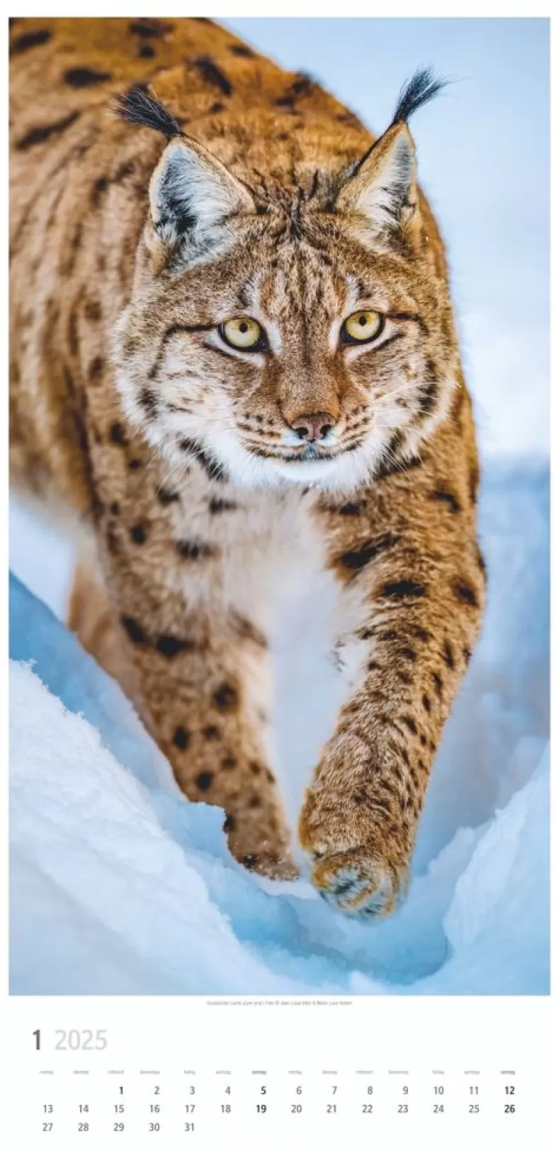 Weingarten Big Cats Kalender 2025