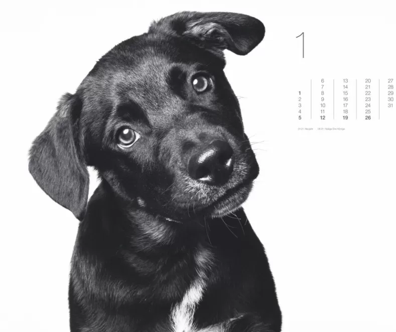 Weingarten Black & White Animals 2025