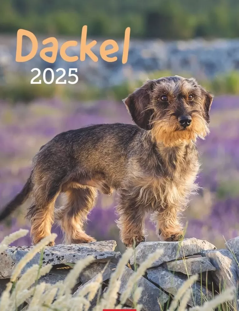Weingarten Dackel Kalender 2025