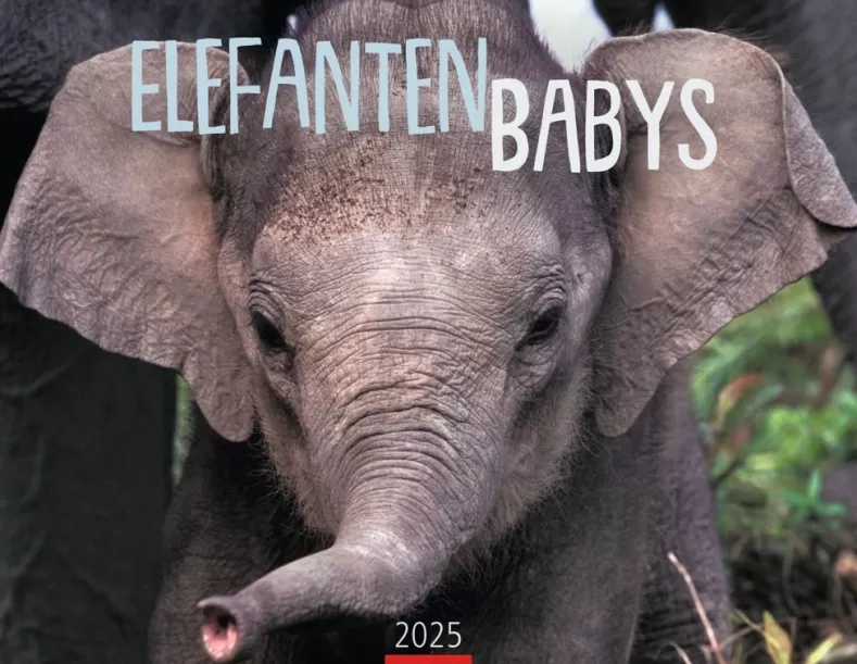Weingarten Elefantenbabys Kalender 2025
