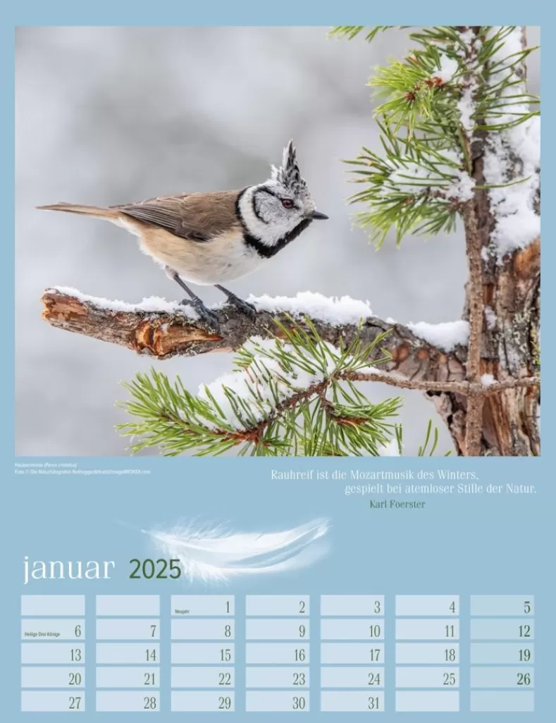 Weingarten Heimische Vogel Kalender 2025