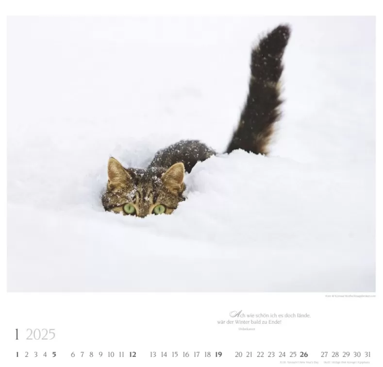Weingarten Katzen Diven Auf Samtpfoten Kalender 2025