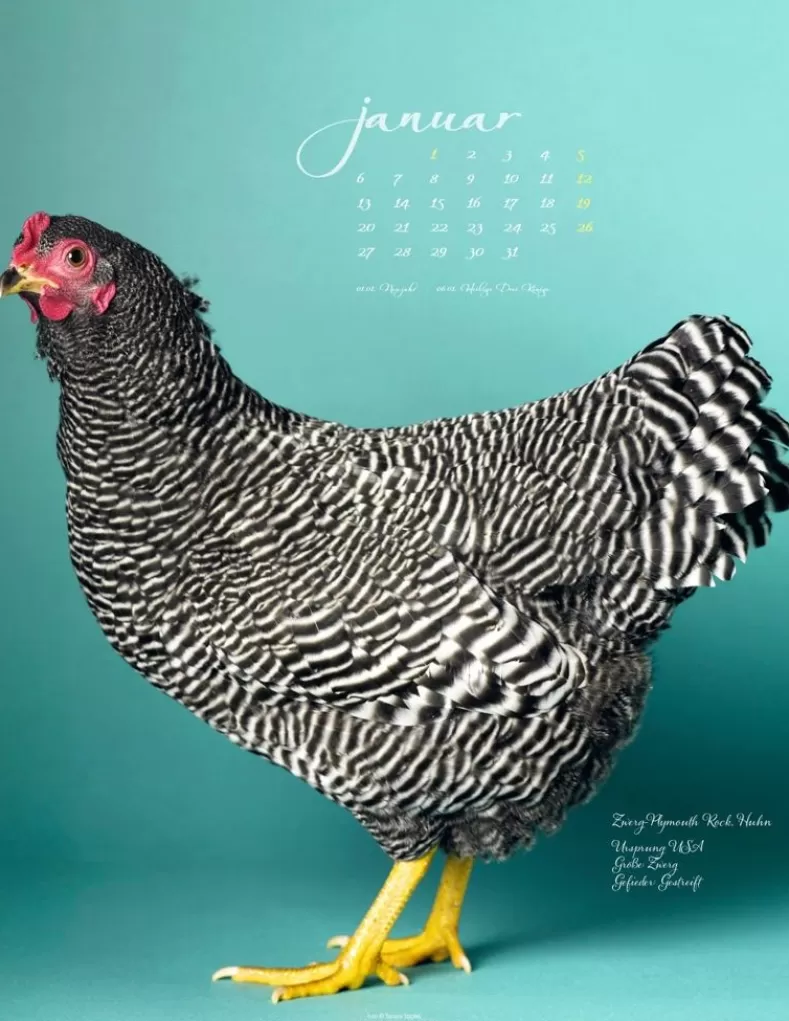 Weingarten Pretty Chicks Kalender 2025