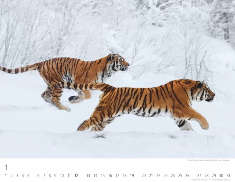 Weingarten Tiger Kalender 2025